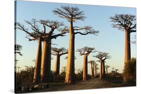 Madagascar, Morondava, Baobab Alley, View on Adansonia Grandidieri-Anthony Asael-Stretched Canvas