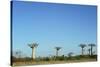 Madagascar, Morondava, Baobab Alley, View on Adansonia Grandidieri-Anthony Asael-Stretched Canvas