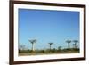 Madagascar, Morondava, Baobab Alley, View on Adansonia Grandidieri-Anthony Asael-Framed Photographic Print