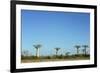 Madagascar, Morondava, Baobab Alley, View on Adansonia Grandidieri-Anthony Asael-Framed Photographic Print