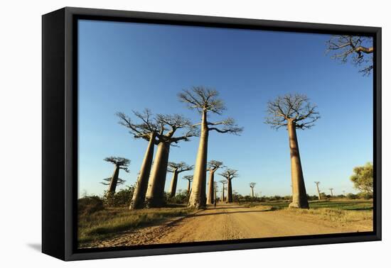 Madagascar, Morondava, Baobab Alley, View on Adansonia Grandidieri-Anthony Asael-Framed Stretched Canvas