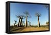 Madagascar, Morondava, Baobab Alley, View on Adansonia Grandidieri-Anthony Asael-Framed Stretched Canvas