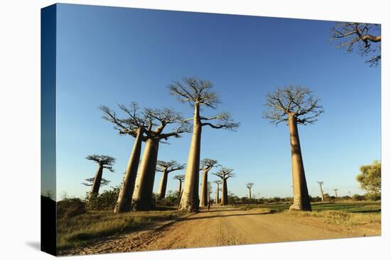 Madagascar, Morondava, Baobab Alley, View on Adansonia Grandidieri-Anthony Asael-Stretched Canvas