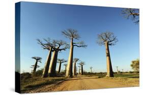 Madagascar, Morondava, Baobab Alley, View on Adansonia Grandidieri-Anthony Asael-Stretched Canvas