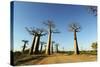 Madagascar, Morondava, Baobab Alley, View on Adansonia Grandidieri-Anthony Asael-Stretched Canvas