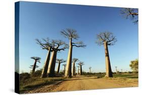 Madagascar, Morondava, Baobab Alley, View on Adansonia Grandidieri-Anthony Asael-Stretched Canvas