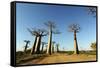 Madagascar, Morondava, Baobab Alley, View on Adansonia Grandidieri-Anthony Asael-Framed Stretched Canvas