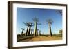 Madagascar, Morondava, Baobab Alley, View on Adansonia Grandidieri-Anthony Asael-Framed Photographic Print