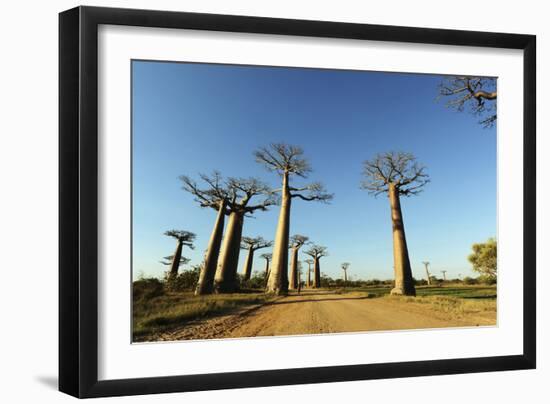 Madagascar, Morondava, Baobab Alley, View on Adansonia Grandidieri-Anthony Asael-Framed Photographic Print