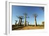 Madagascar, Morondava, Baobab Alley, View on Adansonia Grandidieri-Anthony Asael-Framed Photographic Print