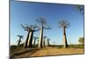 Madagascar, Morondava, Baobab Alley, View on Adansonia Grandidieri-Anthony Asael-Mounted Photographic Print