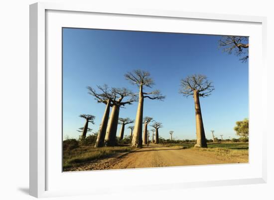 Madagascar, Morondava, Baobab Alley, View on Adansonia Grandidieri-Anthony Asael-Framed Photographic Print