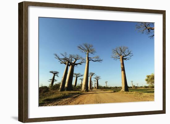 Madagascar, Morondava, Baobab Alley, View on Adansonia Grandidieri-Anthony Asael-Framed Photographic Print