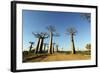 Madagascar, Morondava, Baobab Alley, View on Adansonia Grandidieri-Anthony Asael-Framed Photographic Print