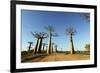 Madagascar, Morondava, Baobab Alley, View on Adansonia Grandidieri-Anthony Asael-Framed Photographic Print