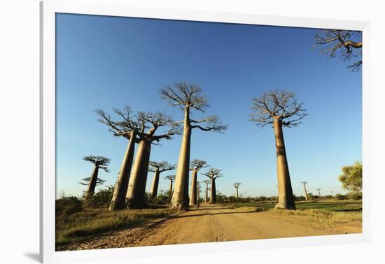 Madagascar, Morondava, Baobab Alley, View on Adansonia Grandidieri-Anthony Asael-Framed Photographic Print