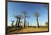 Madagascar, Morondava, Baobab Alley, View on Adansonia Grandidieri-Anthony Asael-Framed Photographic Print