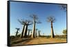 Madagascar, Morondava, Baobab Alley, View on Adansonia Grandidieri-Anthony Asael-Framed Stretched Canvas