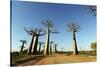 Madagascar, Morondava, Baobab Alley, View on Adansonia Grandidieri-Anthony Asael-Stretched Canvas