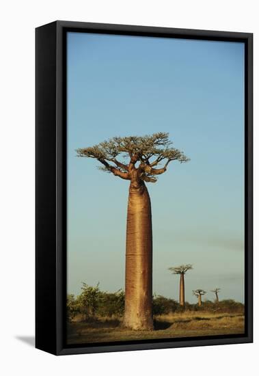 Madagascar, Morondava, Baobab Alley, View on Adansonia Grandidieri-Anthony Asael-Framed Stretched Canvas