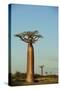 Madagascar, Morondava, Baobab Alley, View on Adansonia Grandidieri-Anthony Asael-Stretched Canvas