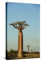 Madagascar, Morondava, Baobab Alley, View on Adansonia Grandidieri-Anthony Asael-Stretched Canvas