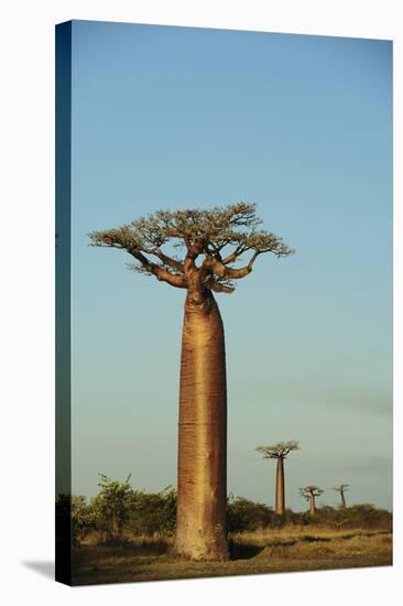 Madagascar, Morondava, Baobab Alley, View on Adansonia Grandidieri-Anthony Asael-Stretched Canvas