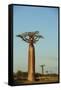 Madagascar, Morondava, Baobab Alley, View on Adansonia Grandidieri-Anthony Asael-Framed Stretched Canvas