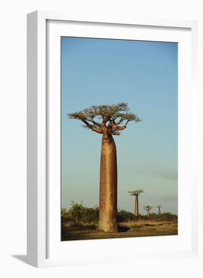 Madagascar, Morondava, Baobab Alley, View on Adansonia Grandidieri-Anthony Asael-Framed Photographic Print