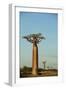 Madagascar, Morondava, Baobab Alley, View on Adansonia Grandidieri-Anthony Asael-Framed Photographic Print