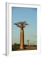 Madagascar, Morondava, Baobab Alley, View on Adansonia Grandidieri-Anthony Asael-Framed Photographic Print