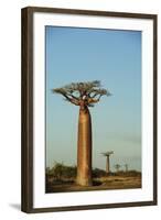 Madagascar, Morondava, Baobab Alley, View on Adansonia Grandidieri-Anthony Asael-Framed Photographic Print