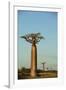 Madagascar, Morondava, Baobab Alley, View on Adansonia Grandidieri-Anthony Asael-Framed Photographic Print