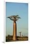 Madagascar, Morondava, Baobab Alley, View on Adansonia Grandidieri-Anthony Asael-Framed Photographic Print