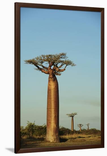 Madagascar, Morondava, Baobab Alley, View on Adansonia Grandidieri-Anthony Asael-Framed Photographic Print