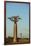 Madagascar, Morondava, Baobab Alley, View on Adansonia Grandidieri-Anthony Asael-Framed Photographic Print