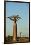 Madagascar, Morondava, Baobab Alley, View on Adansonia Grandidieri-Anthony Asael-Framed Premium Photographic Print