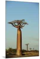 Madagascar, Morondava, Baobab Alley, View on Adansonia Grandidieri-Anthony Asael-Mounted Premium Photographic Print