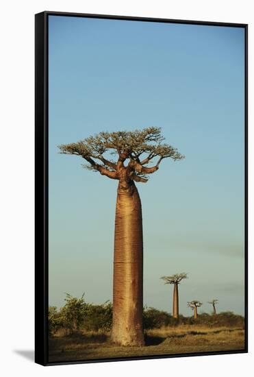 Madagascar, Morondava, Baobab Alley, View on Adansonia Grandidieri-Anthony Asael-Framed Stretched Canvas