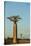 Madagascar, Morondava, Baobab Alley, View on Adansonia Grandidieri-Anthony Asael-Stretched Canvas