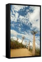 Madagascar, Morondava, Baobab Alley, View on Adansonia Grandidieri-Anthony Asael-Framed Stretched Canvas