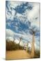 Madagascar, Morondava, Baobab Alley, View on Adansonia Grandidieri-Anthony Asael-Mounted Premium Photographic Print