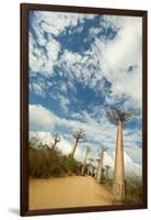 Madagascar, Morondava, Baobab Alley, View on Adansonia Grandidieri-Anthony Asael-Framed Photographic Print