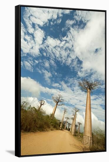 Madagascar, Morondava, Baobab Alley, View on Adansonia Grandidieri-Anthony Asael-Framed Stretched Canvas