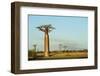 Madagascar, Morondava, Baobab Alley, View on Adansonia Grandidieri-Anthony Asael-Framed Photographic Print