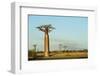 Madagascar, Morondava, Baobab Alley, View on Adansonia Grandidieri-Anthony Asael-Framed Photographic Print