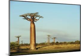 Madagascar, Morondava, Baobab Alley, View on Adansonia Grandidieri-Anthony Asael-Mounted Photographic Print