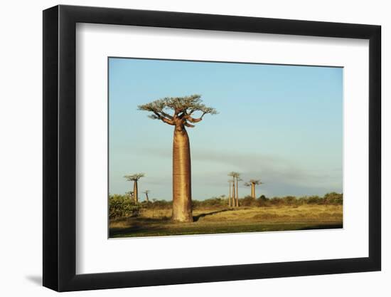 Madagascar, Morondava, Baobab Alley, View on Adansonia Grandidieri-Anthony Asael-Framed Premium Photographic Print