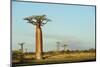 Madagascar, Morondava, Baobab Alley, View on Adansonia Grandidieri-Anthony Asael-Mounted Premium Photographic Print