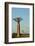 Madagascar, Morondava, Baobab Alley, View on Adansonia Grandidieri-Anthony Asael-Framed Photographic Print